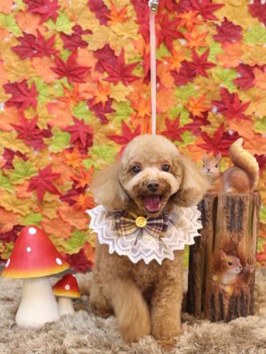 20241106マロンくん